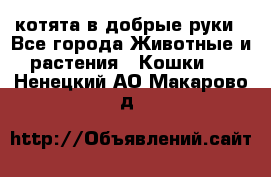 котята в добрые руки - Все города Животные и растения » Кошки   . Ненецкий АО,Макарово д.